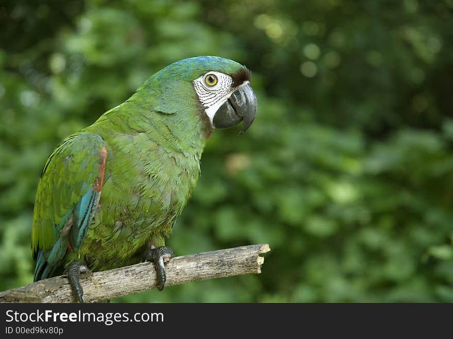 A green Parrot from Buena Vista in Santa Cruz Bolivia