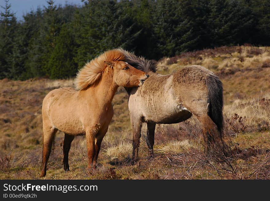 Ponies Grooming each other