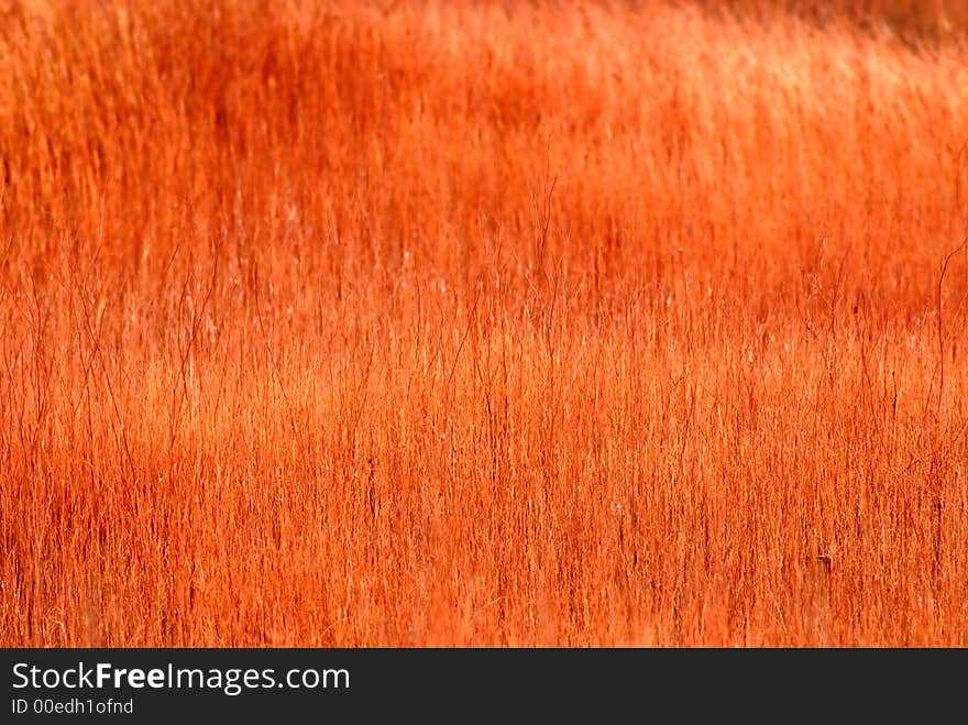 Dry grasses, spring