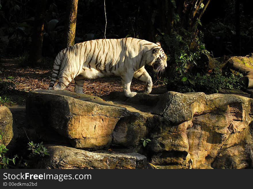 A white tiger is looking for his companion. A white tiger is looking for his companion