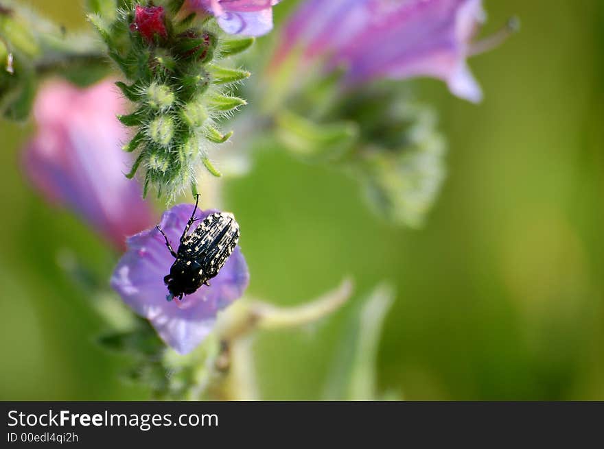 A beetle standing alone on top of a purple flower. A beetle standing alone on top of a purple flower.