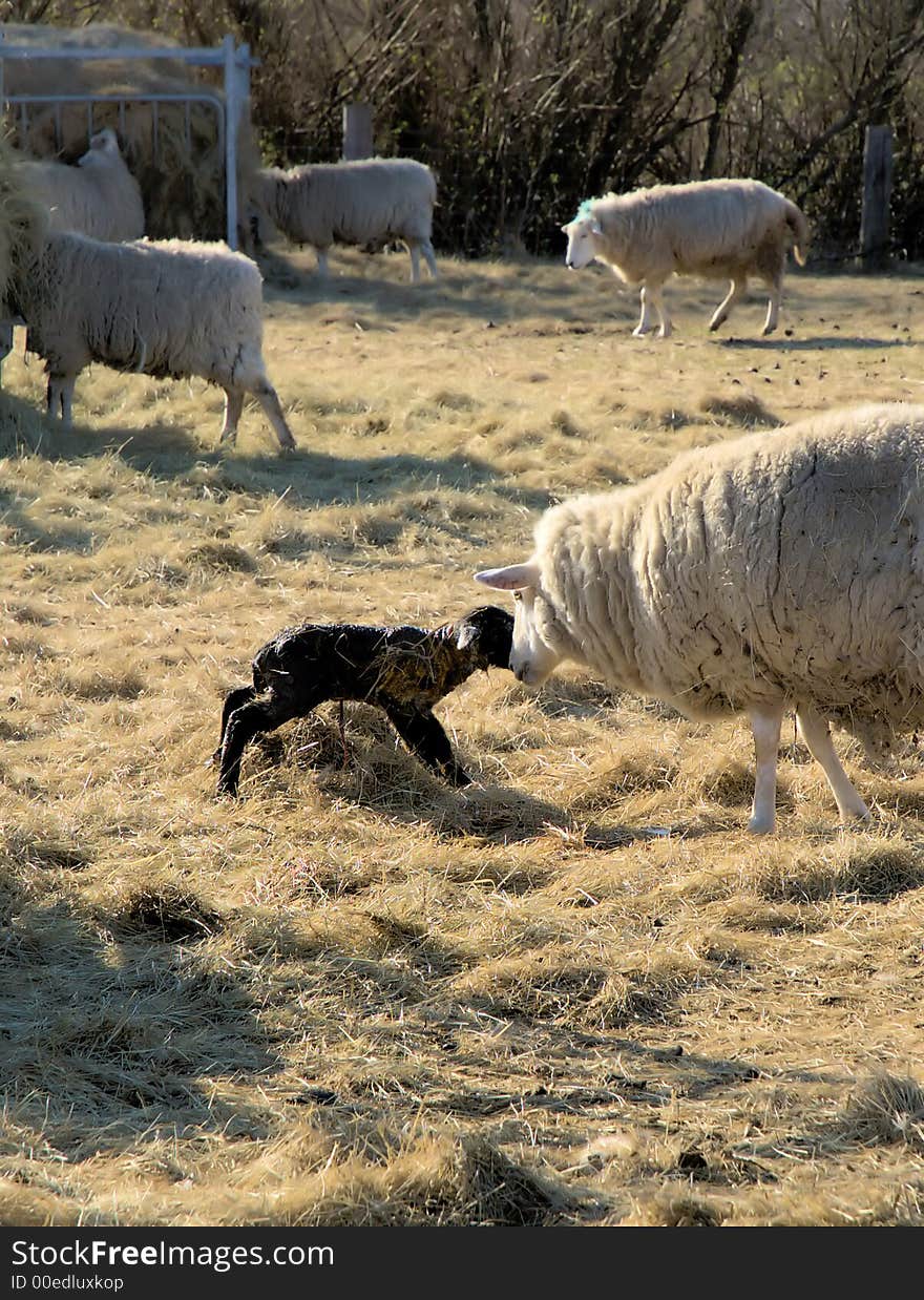 Mother sheep