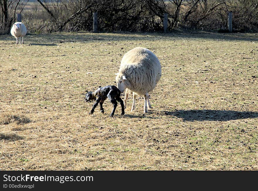 Mother Sheep