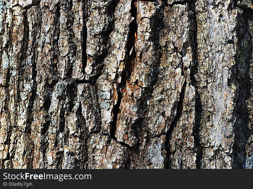 Extreme close-up of the grain bark of wild tree. Extreme close-up of the grain bark of wild tree