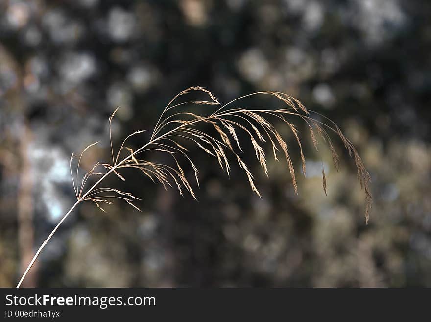 Thin branch.