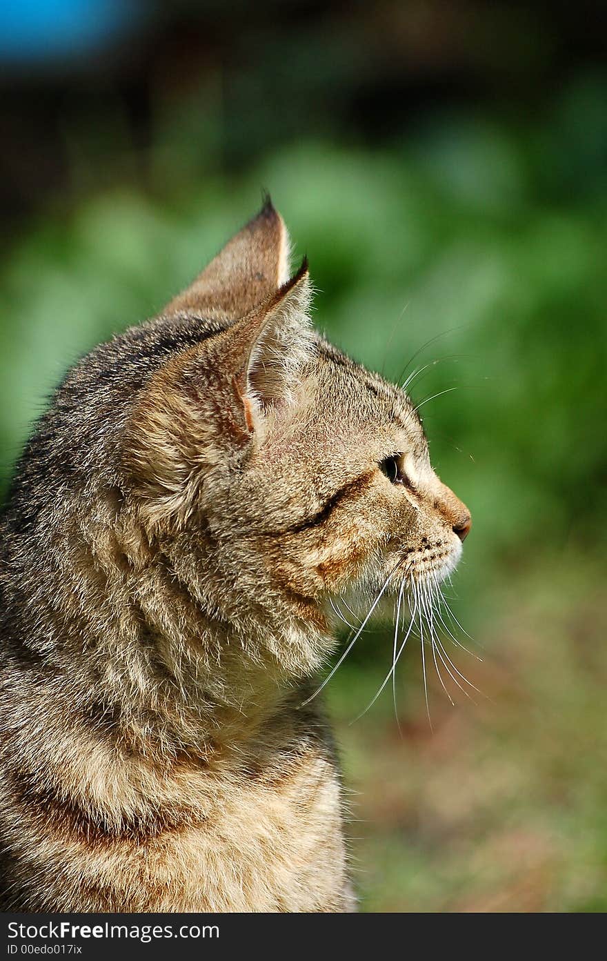 A Cat Profile.