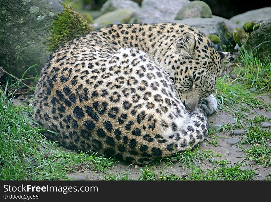 Persian Leopard 3