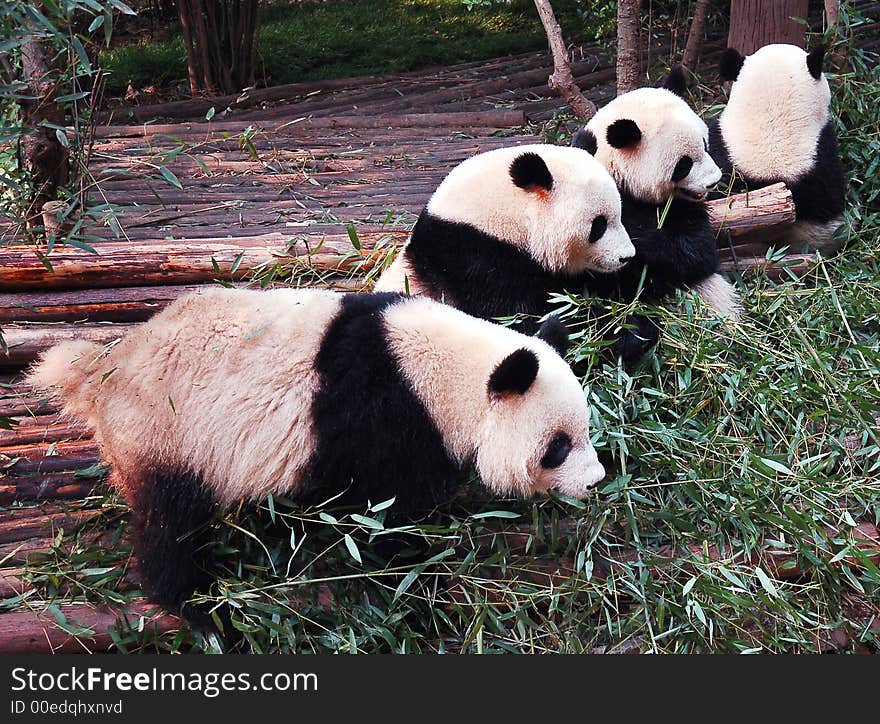 Panda in Chengdu Research Base of Giant Panda Breeding,west of China