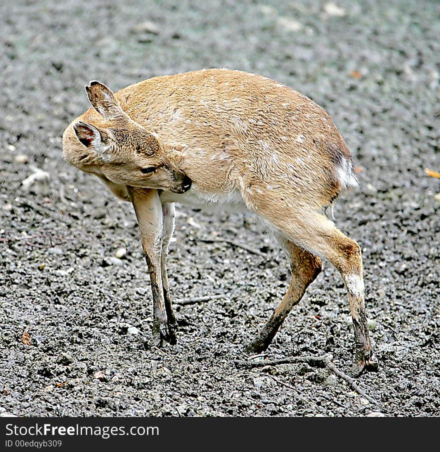 Potrait of Young Female Deer. Potrait of Young Female Deer