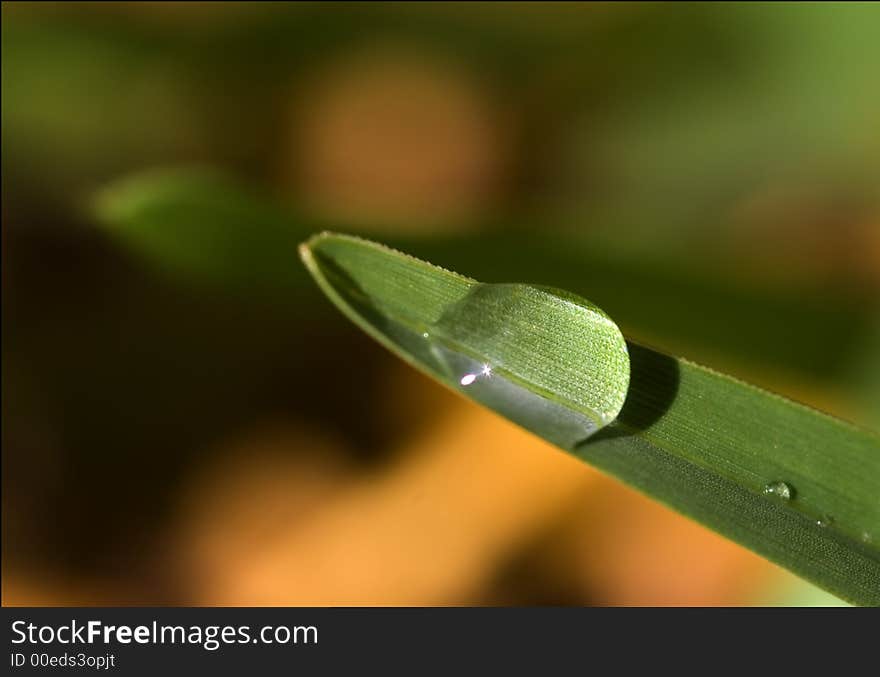 Close up of a Drop on leaf