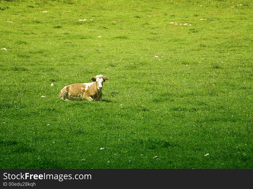 An Isolated cow in the greem meadow