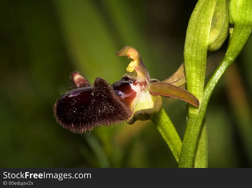 Ophrys incubacea