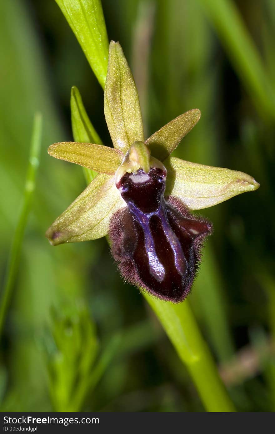 Ophrys incubacea