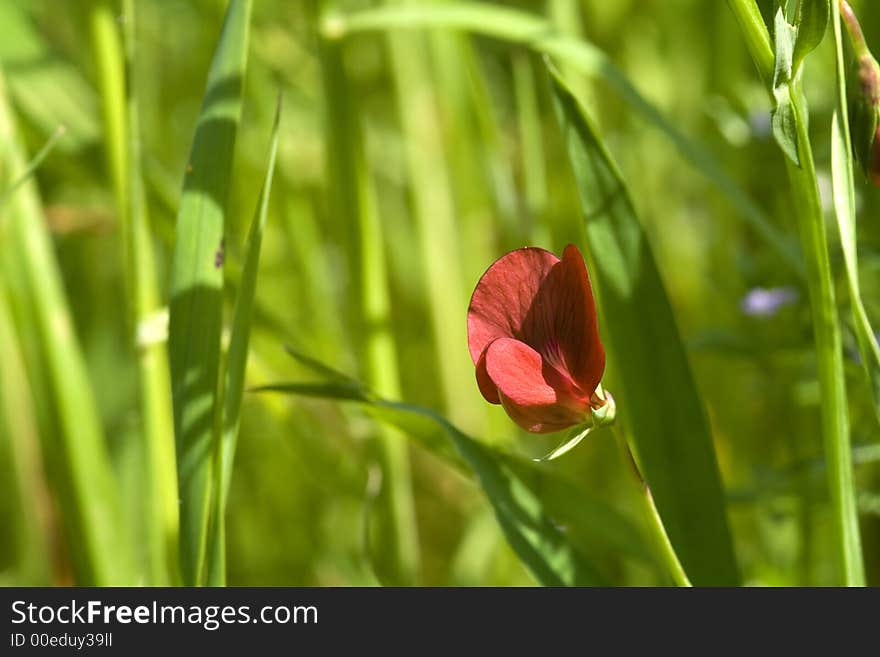 Pisum fulvum in the grass of sicilian country