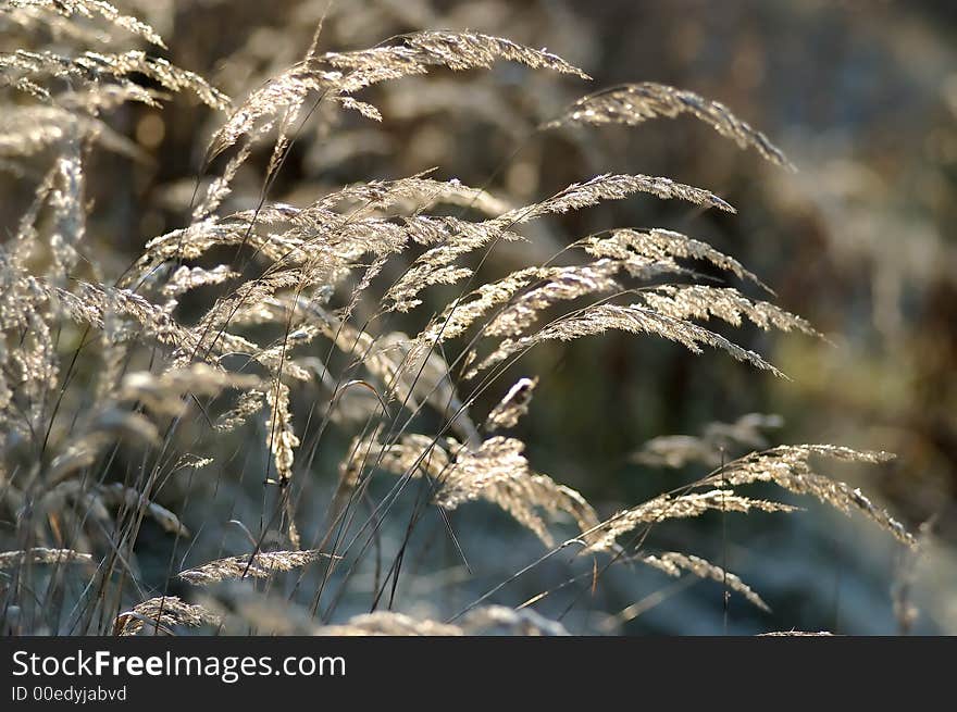 Dry reed grass