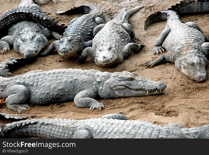 Sleeping Crocodiles