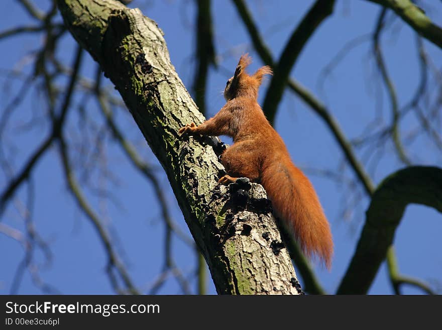 Squirell running on a tree