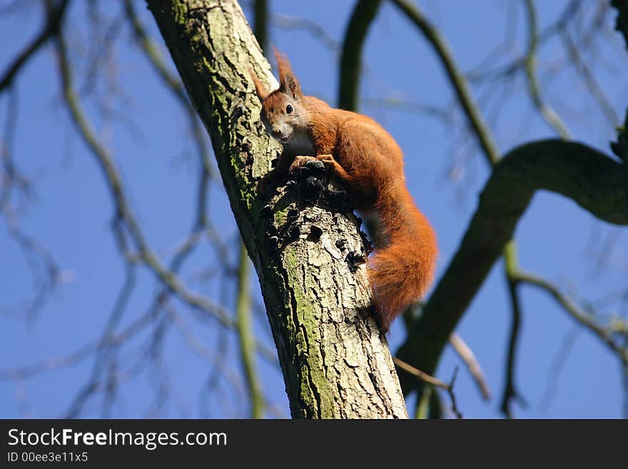 Squirell sitting on a tree