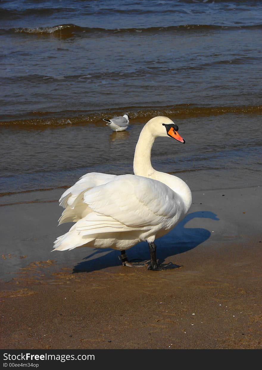 Beautiful swan with a seagull in the background on the shore of the Baltic Sea in Kołobrzeg (Poland). Beautiful swan with a seagull in the background on the shore of the Baltic Sea in Kołobrzeg (Poland)