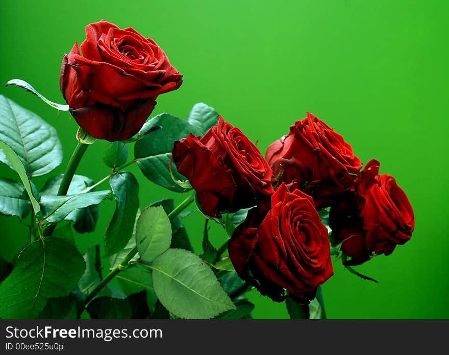 Beautiful Red Rose Green Background