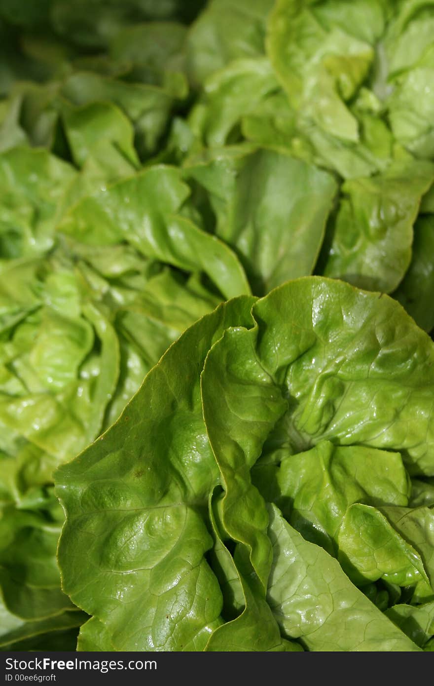 Organic Boston Lettuce