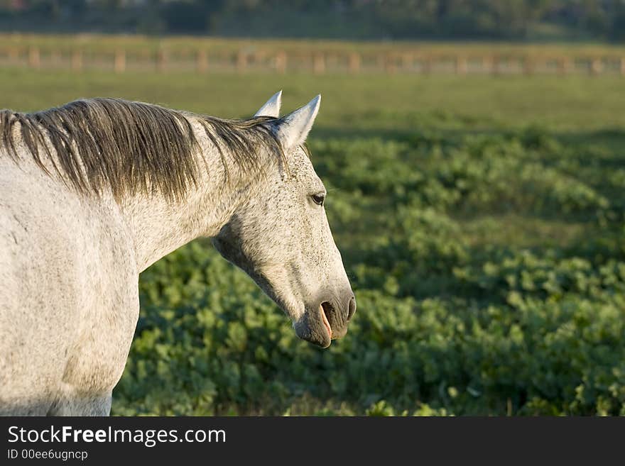 Grey Horse—Flea-bite markings