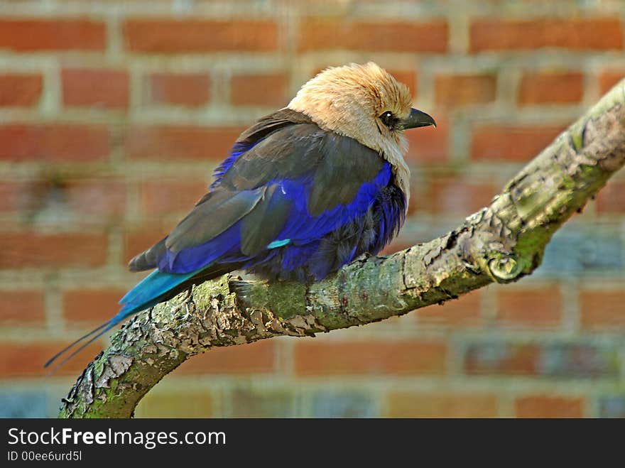 Blue-Bellied Roller