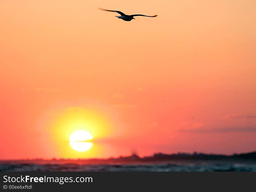 A seagull freely flies at sunset above the ocean. A seagull freely flies at sunset above the ocean.