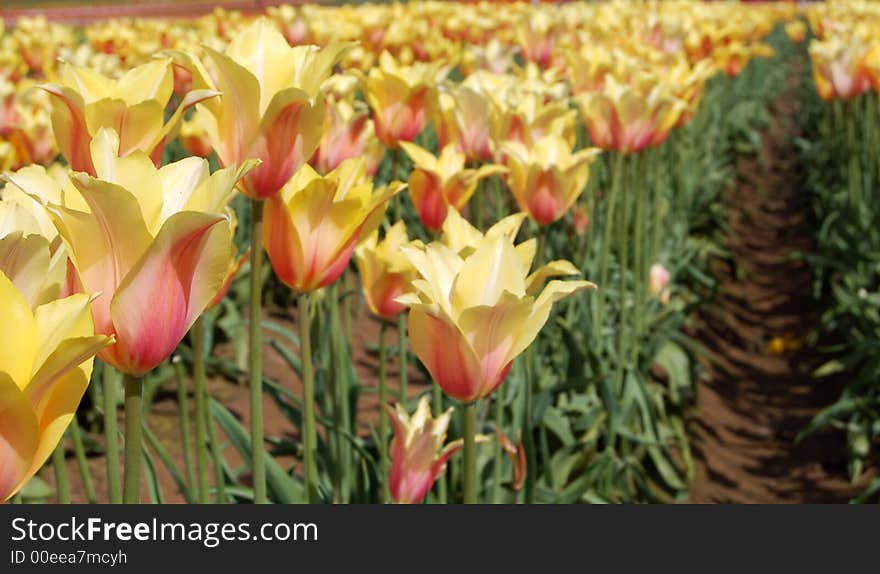 Glowing Yellow Tulips