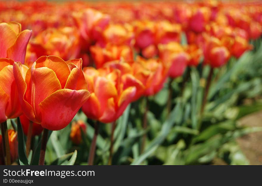 Pink and Orange Tulips