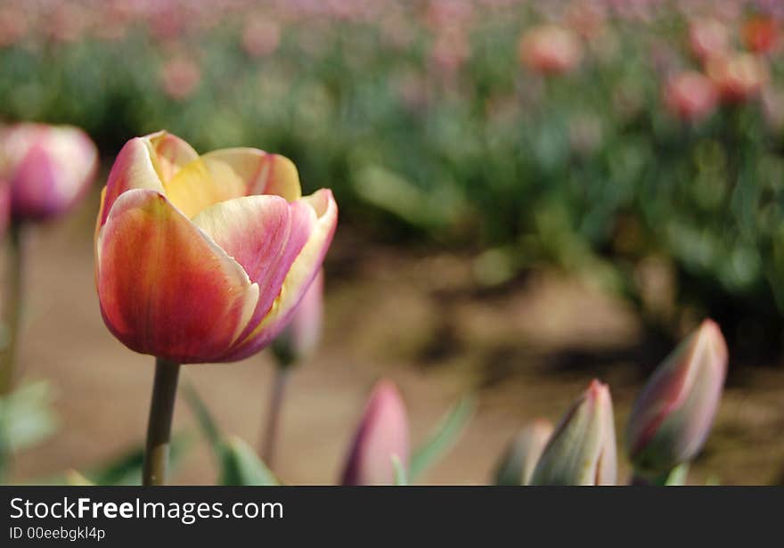 Small pink tulips in spring at a local tulip farm. Small pink tulips in spring at a local tulip farm