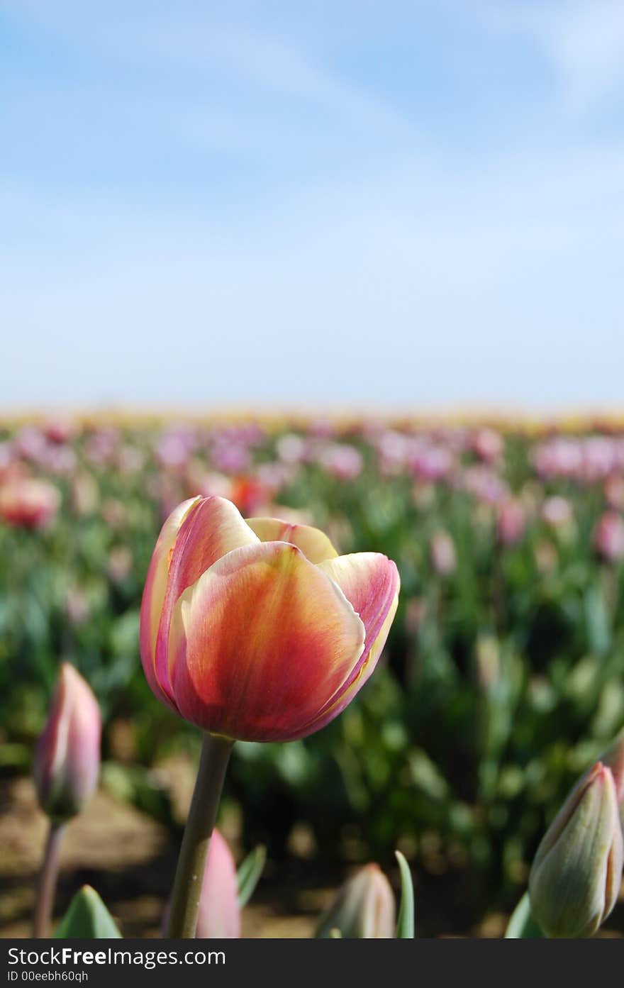 Small pink tulips in spring at a local tulip farm. Small pink tulips in spring at a local tulip farm