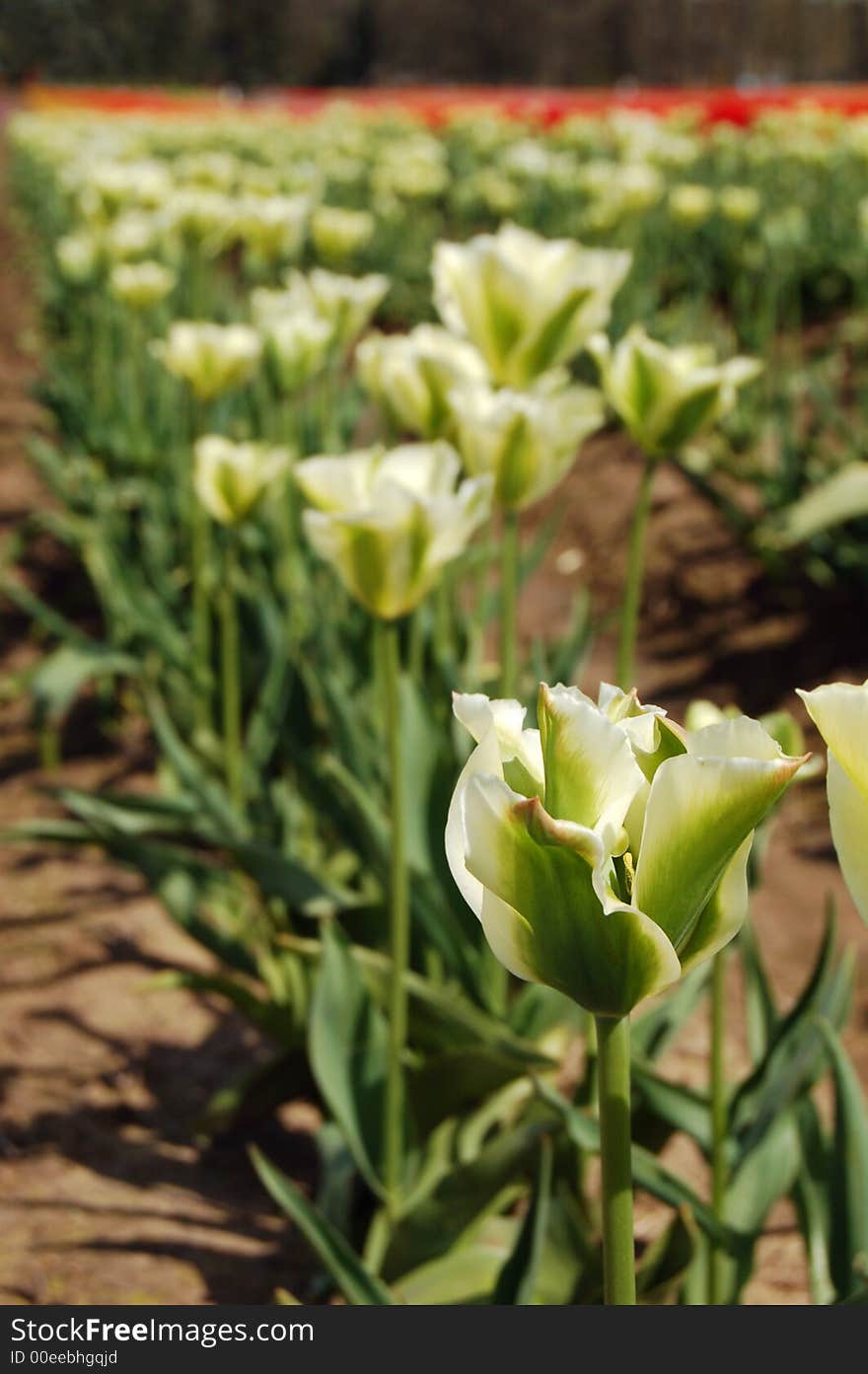 Curving green tulips in spring at a local tulip farm. Curving green tulips in spring at a local tulip farm