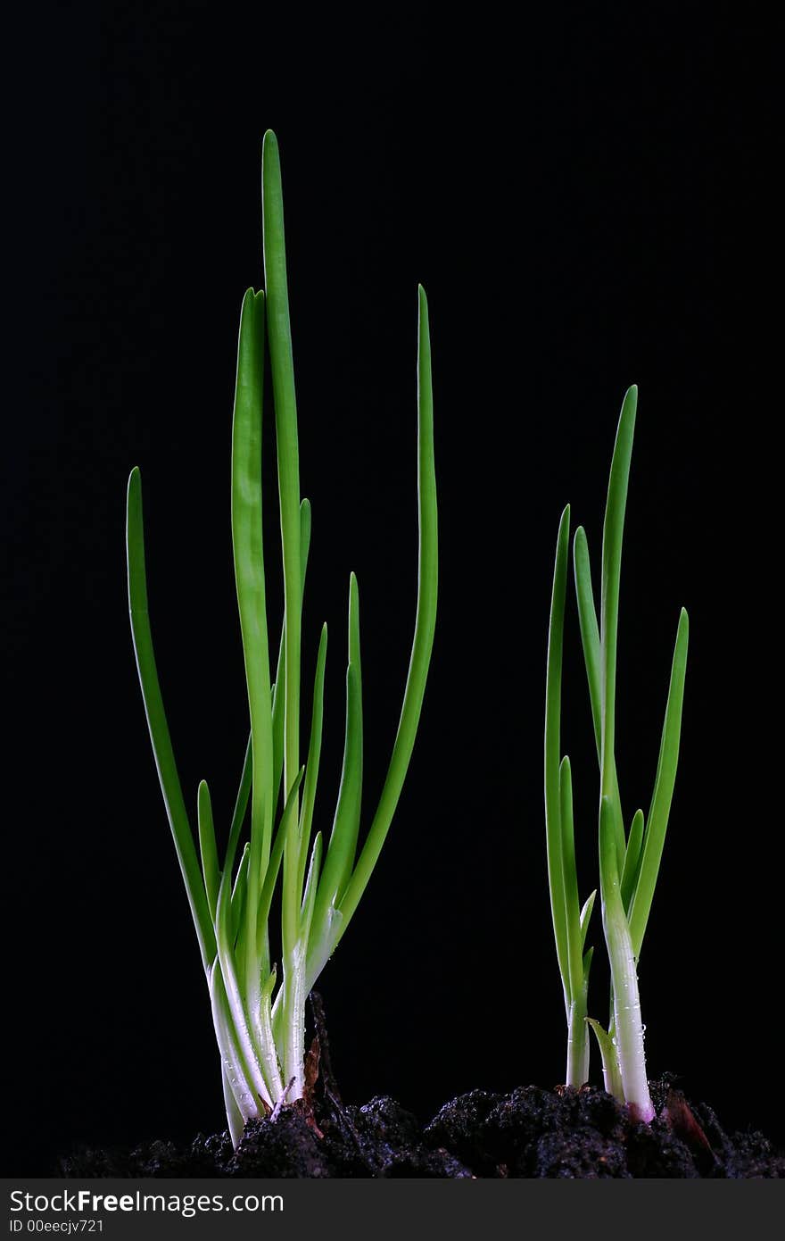 Green onion shoot on the black background