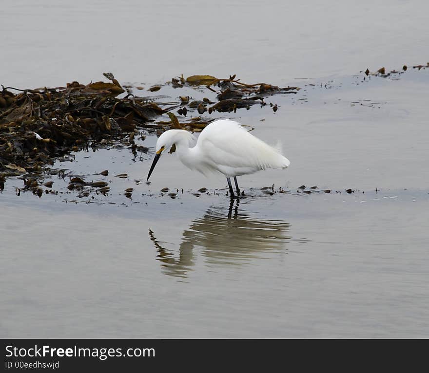 Great Egret in the Malibu Slew