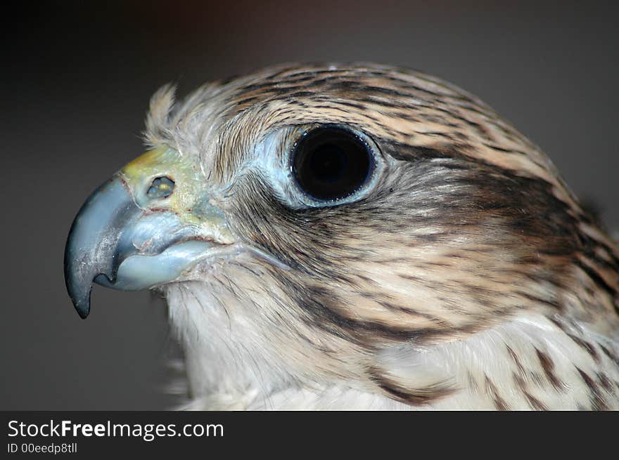 Falcon looking to the left in a dark room. Falcon looking to the left in a dark room