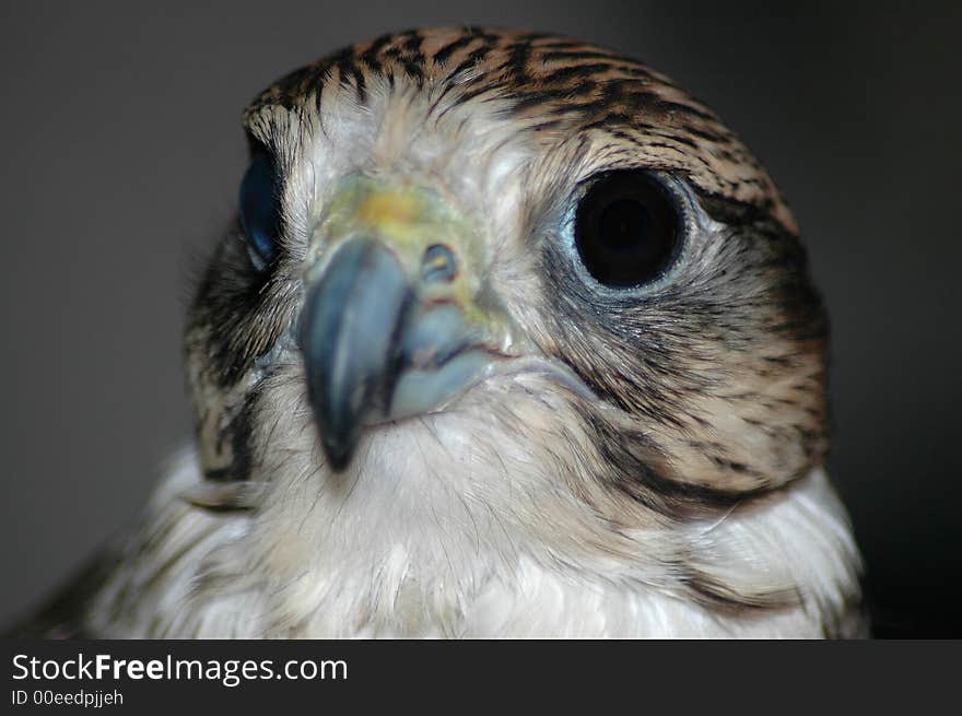 Falcon looking to the left in a dark room. Falcon looking to the left in a dark room