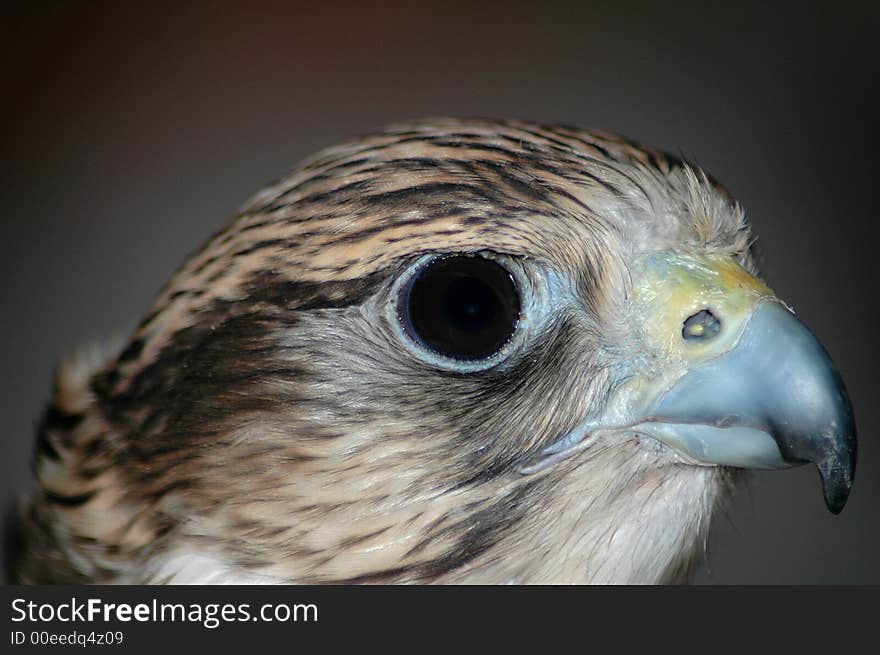 Falcon looking to the left in a dark room. Falcon looking to the left in a dark room