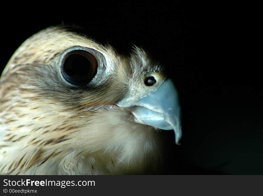 Falcon looking to the right in a dark room. Falcon looking to the right in a dark room