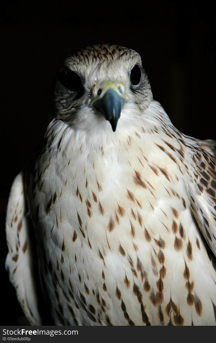 Falcon looking to the right in a dark room. Falcon looking to the right in a dark room