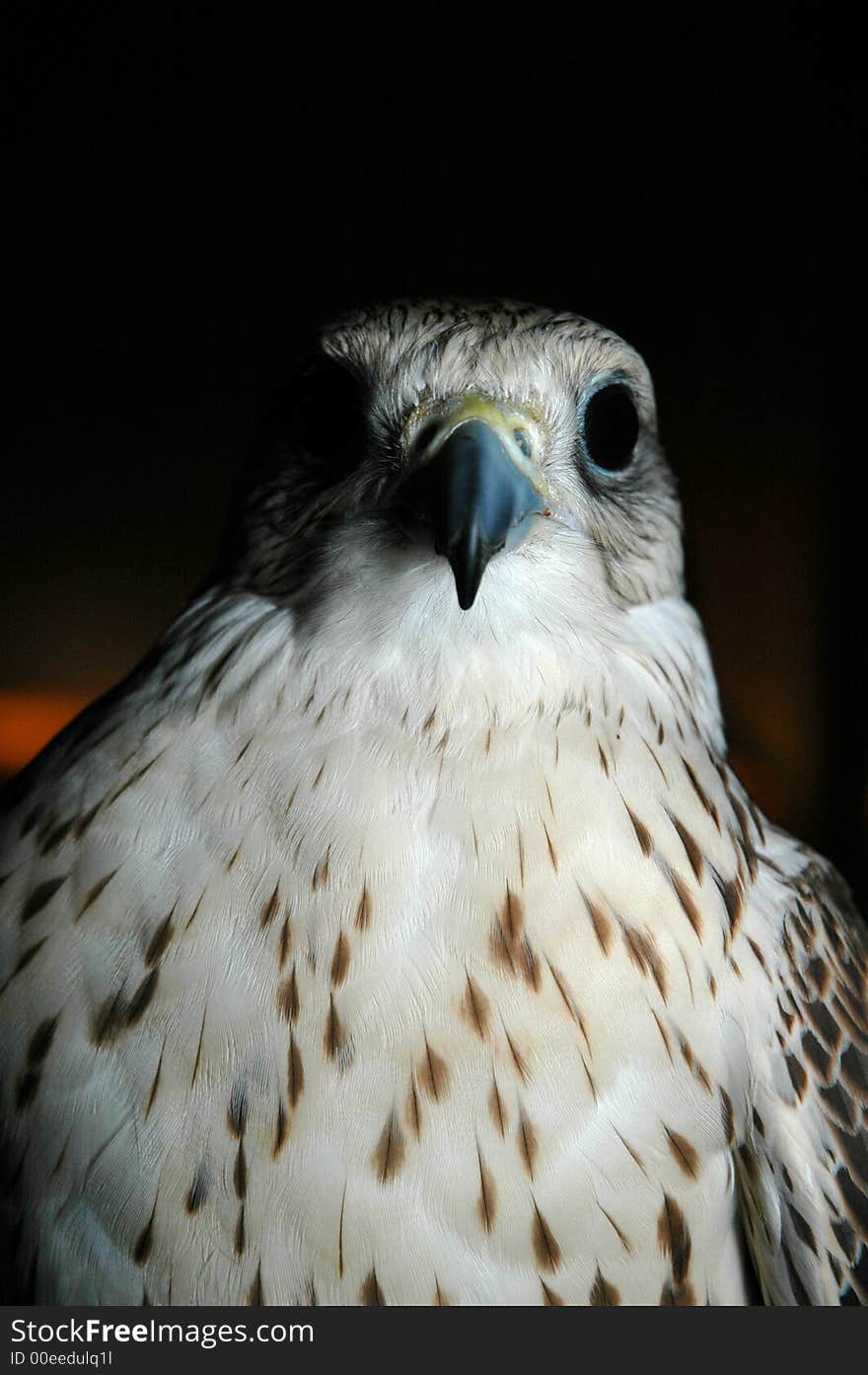 Falcon looking to the left in a dark room. Falcon looking to the left in a dark room