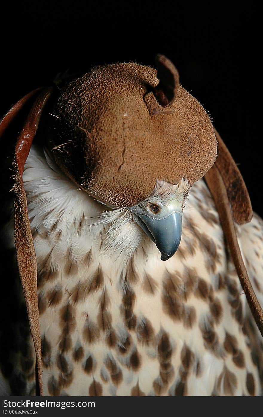 Falcon Head