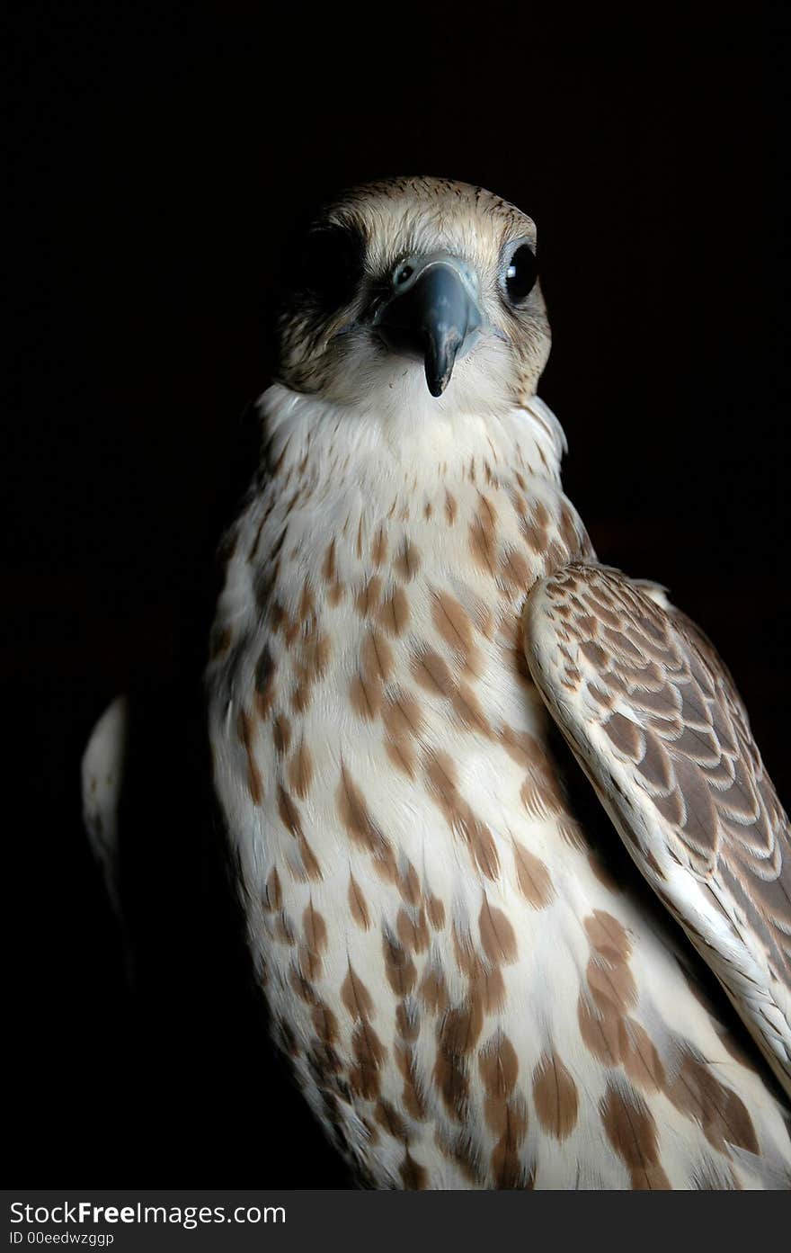 Falcon looking to the left in a dark room. Falcon looking to the left in a dark room