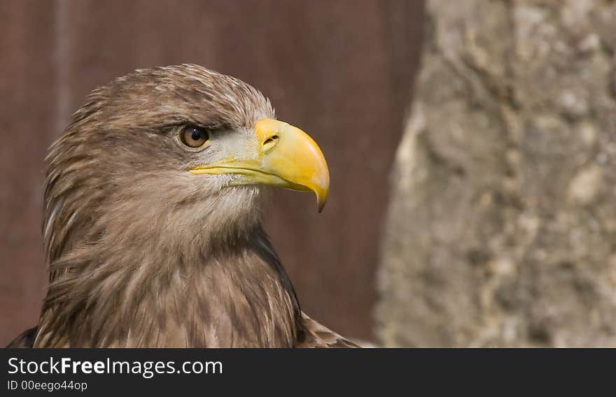 A eagle head with a big yellow beak staring