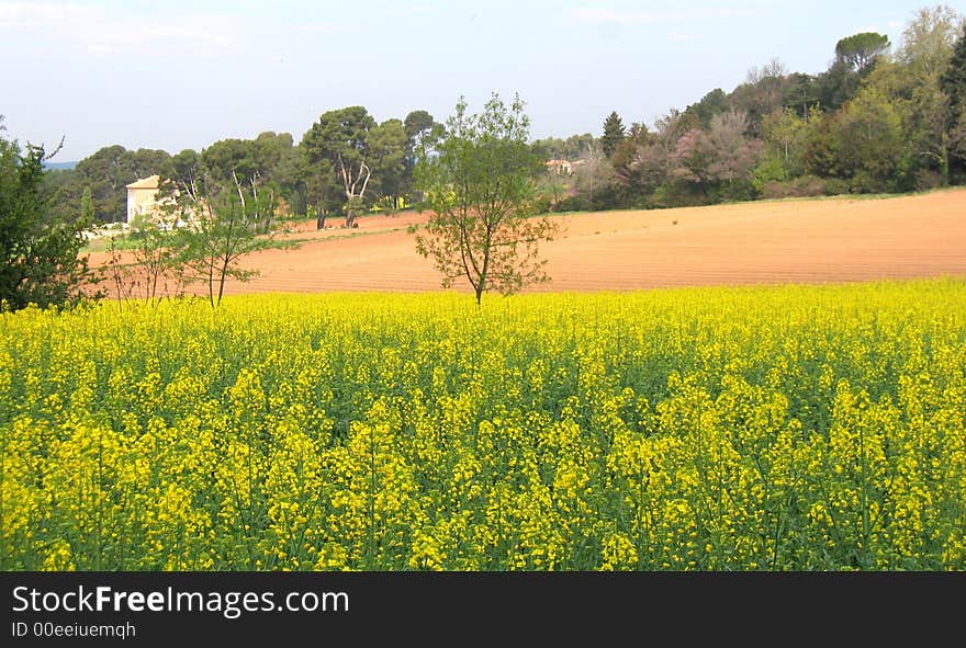 Field of colza for a clean gazoline. Field of colza for a clean gazoline