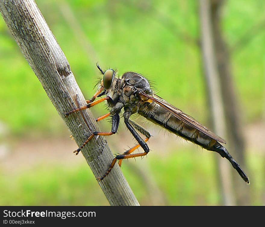 Raptorial Fly