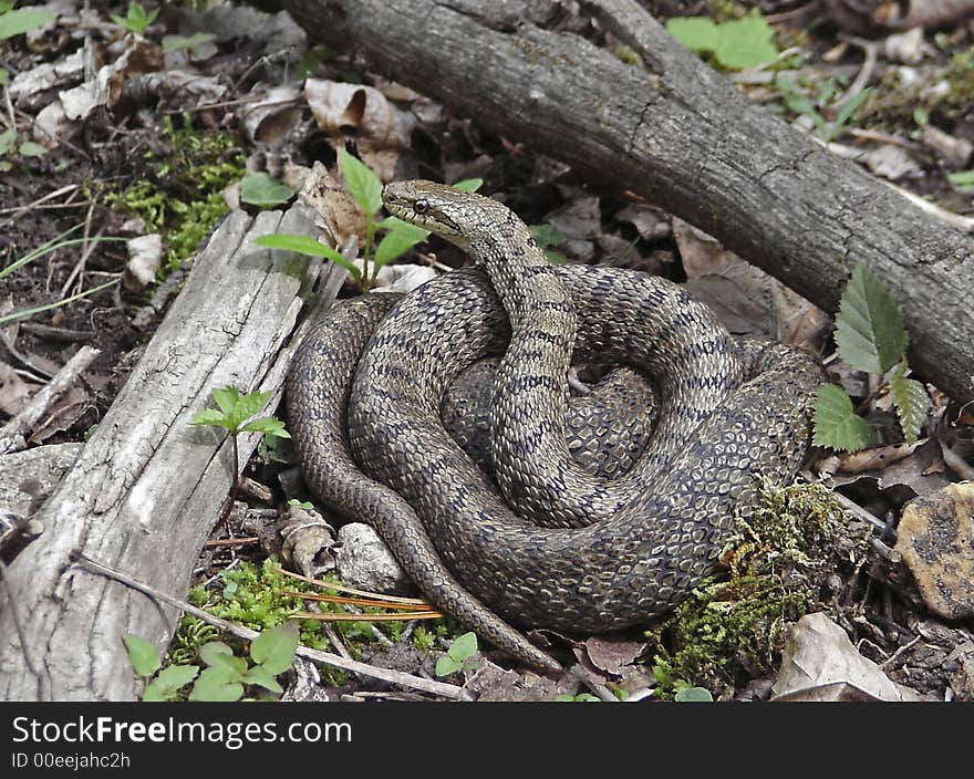 Dione Snake (Elaphe dione) coiled itself into a ball.  Russian southern Far East, Primorsky Region.