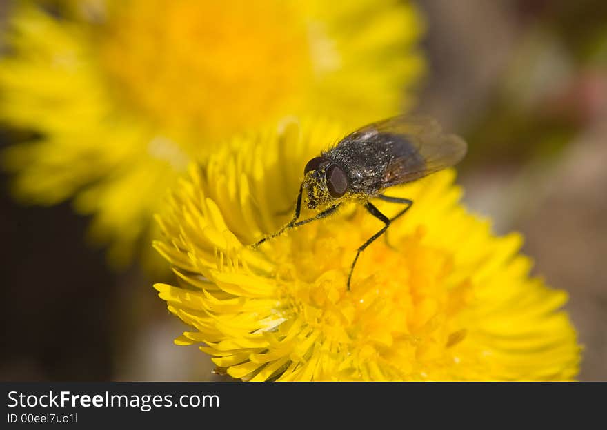 Pollen