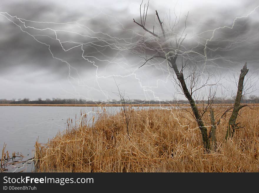 Lighting Upon Tree