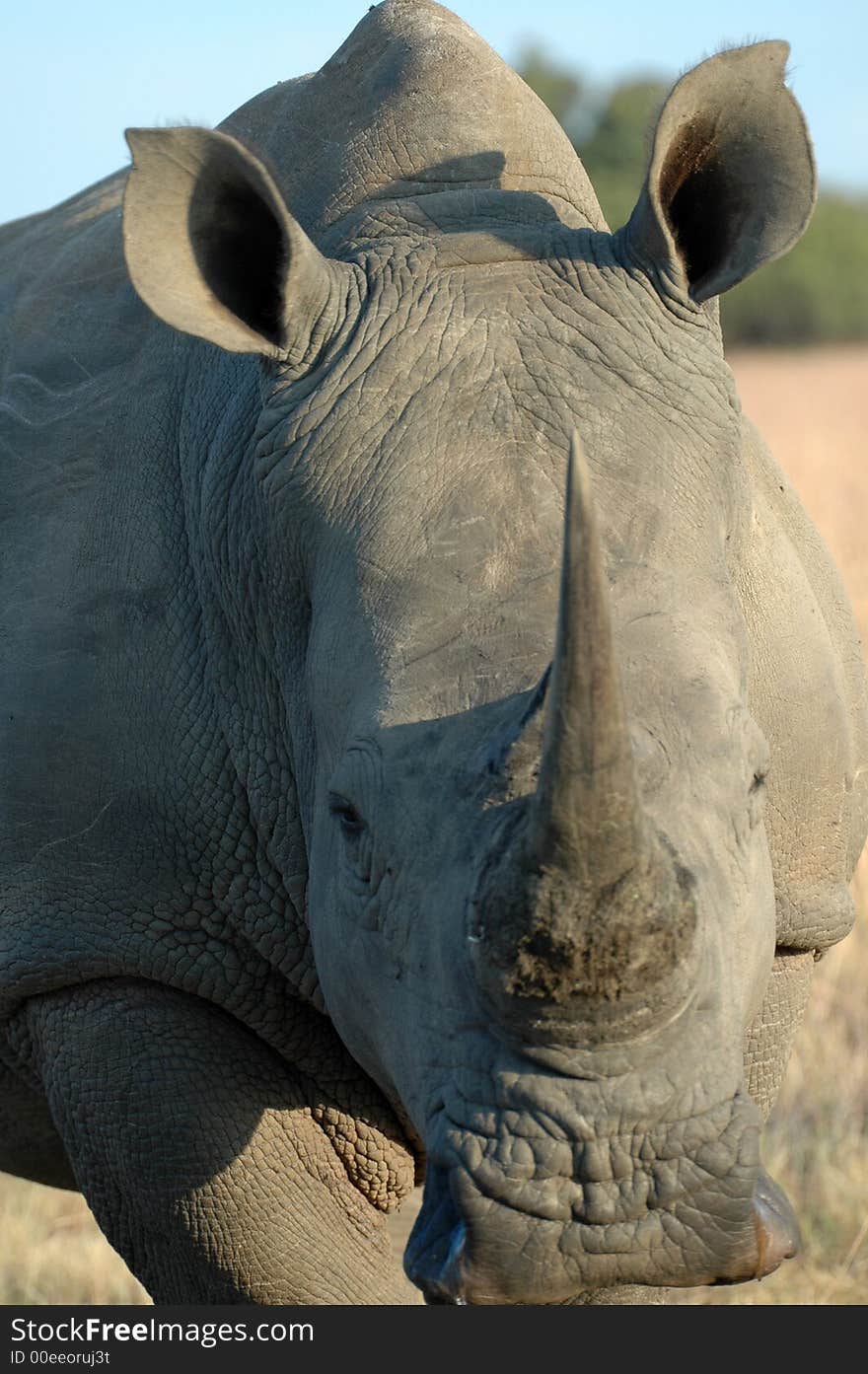 Rhinoceros.